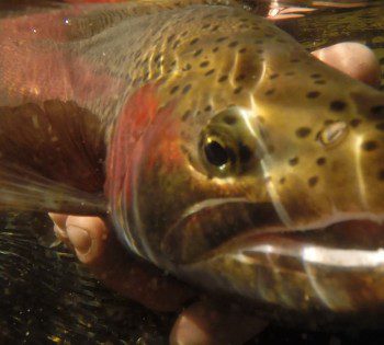 The Fishing Report – April 2016